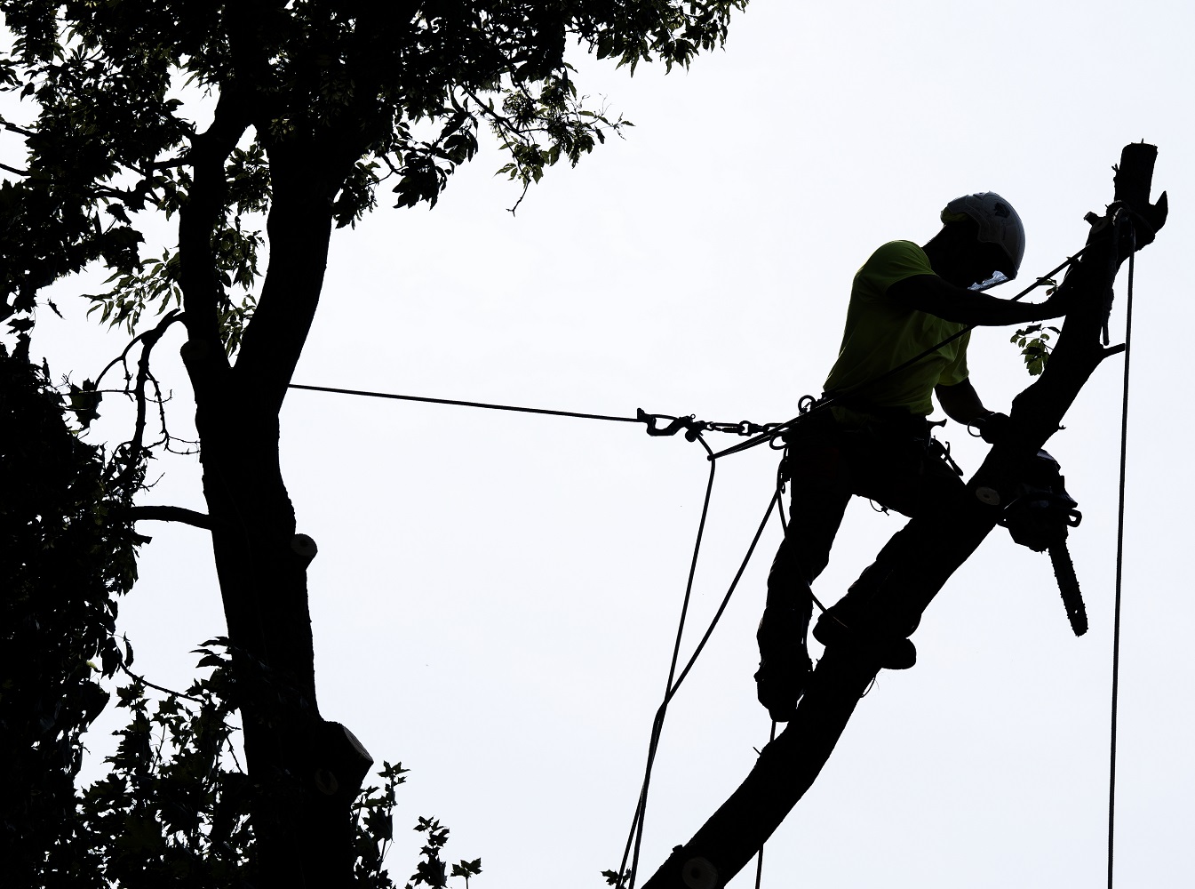 Émondage Aborigenes