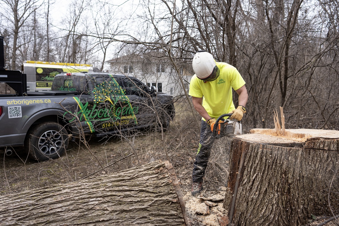 Émondage Arborigenes