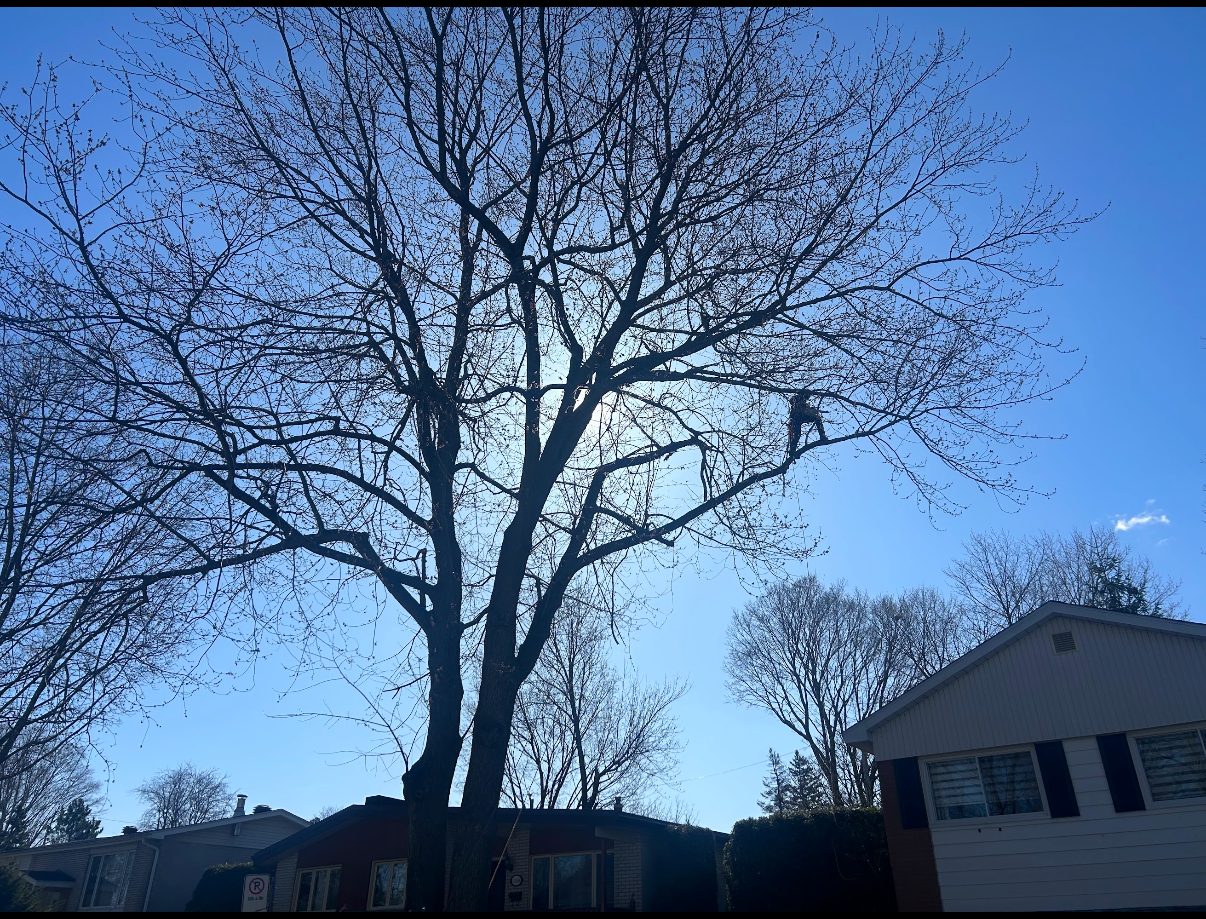 Élagage - Émondage Arborigenes