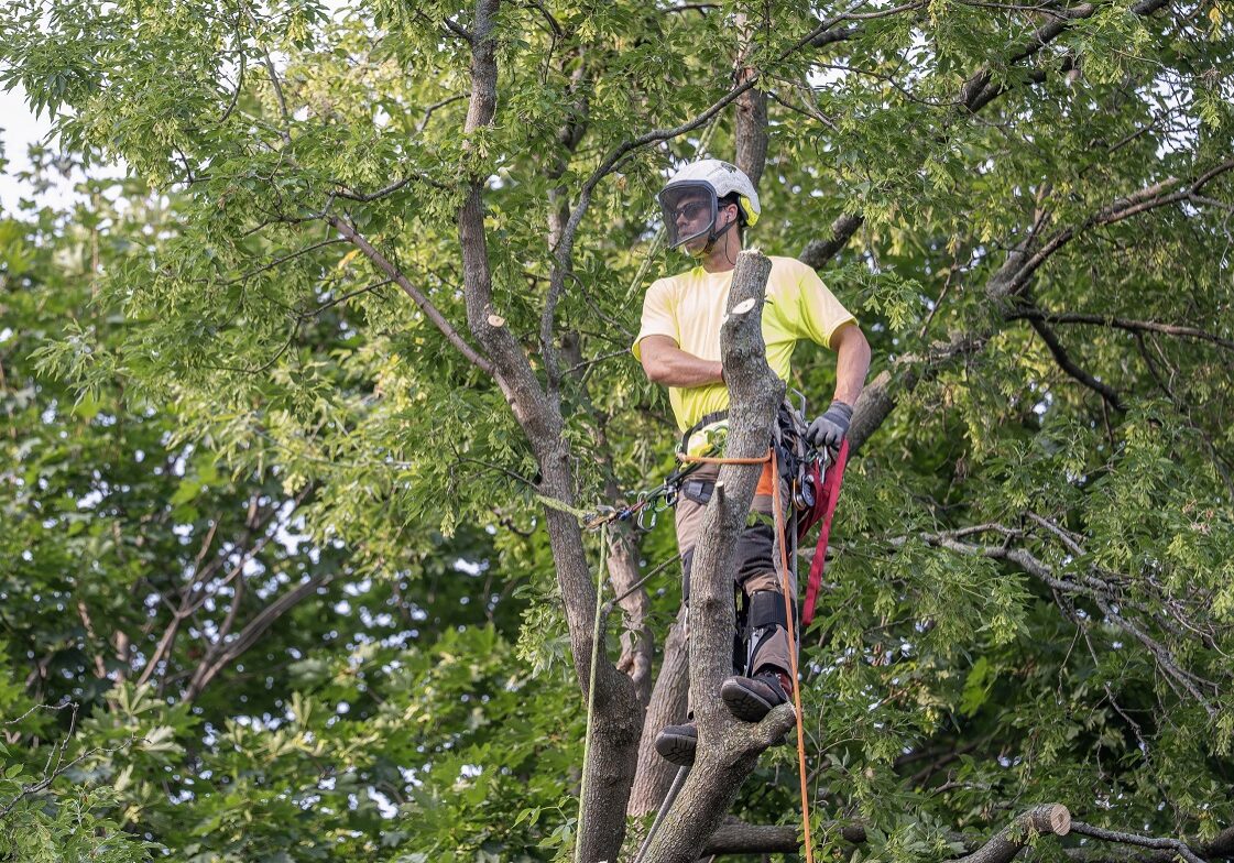 Émondage Arborigenes