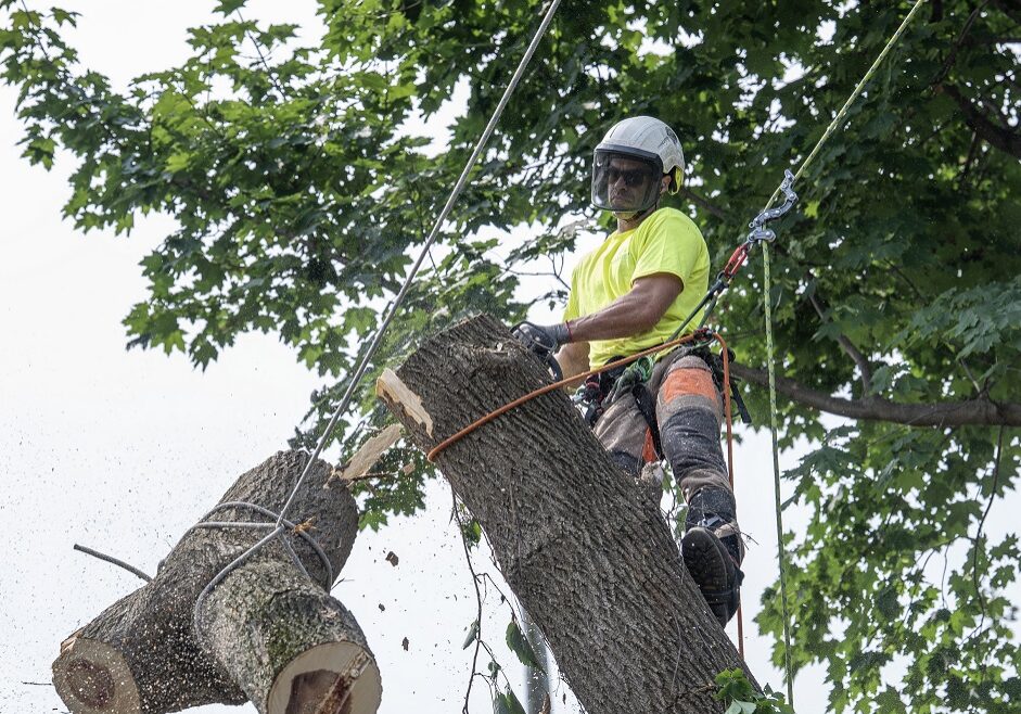 Émondage Aborigenes
