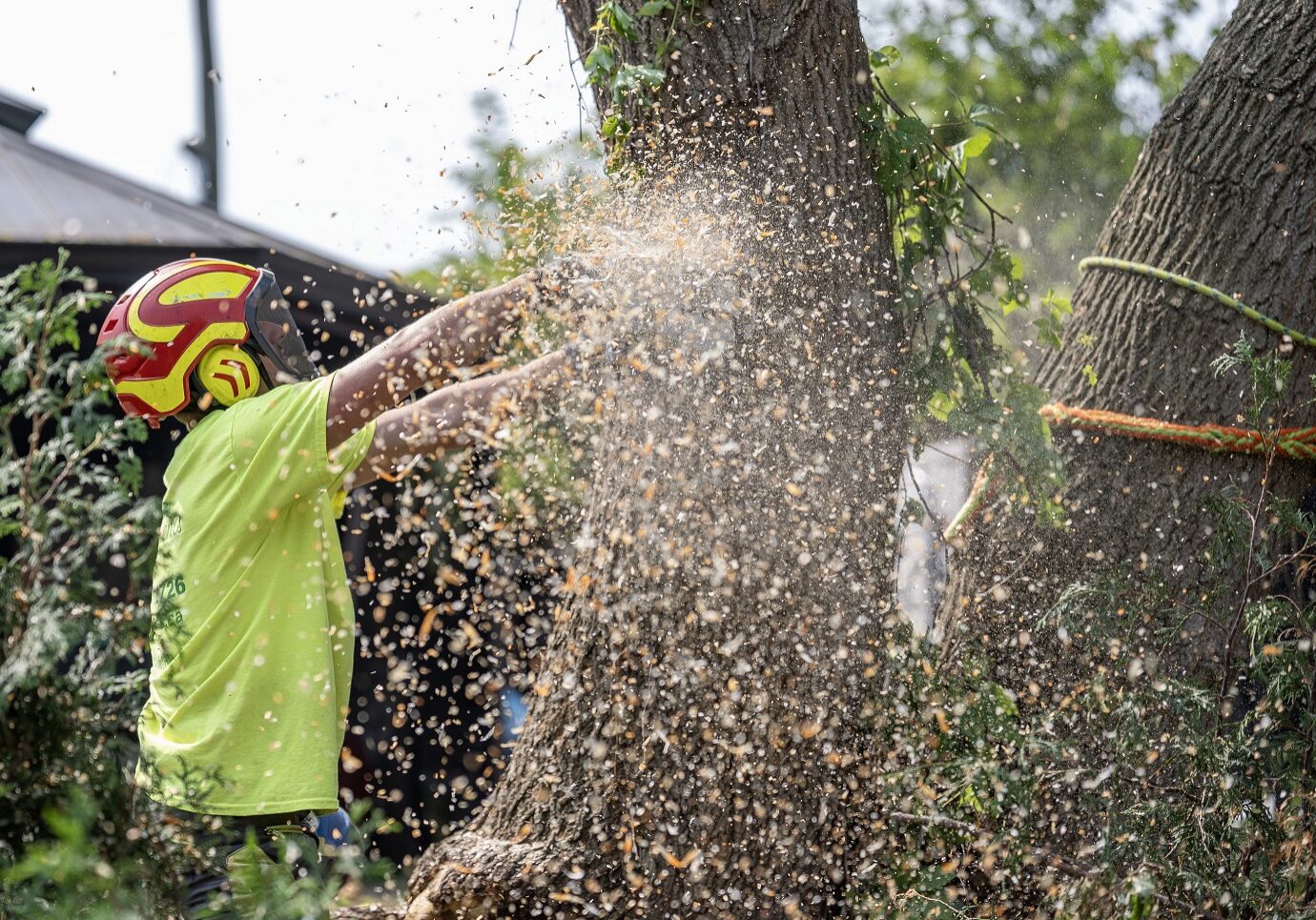 Émondage Arborigenes