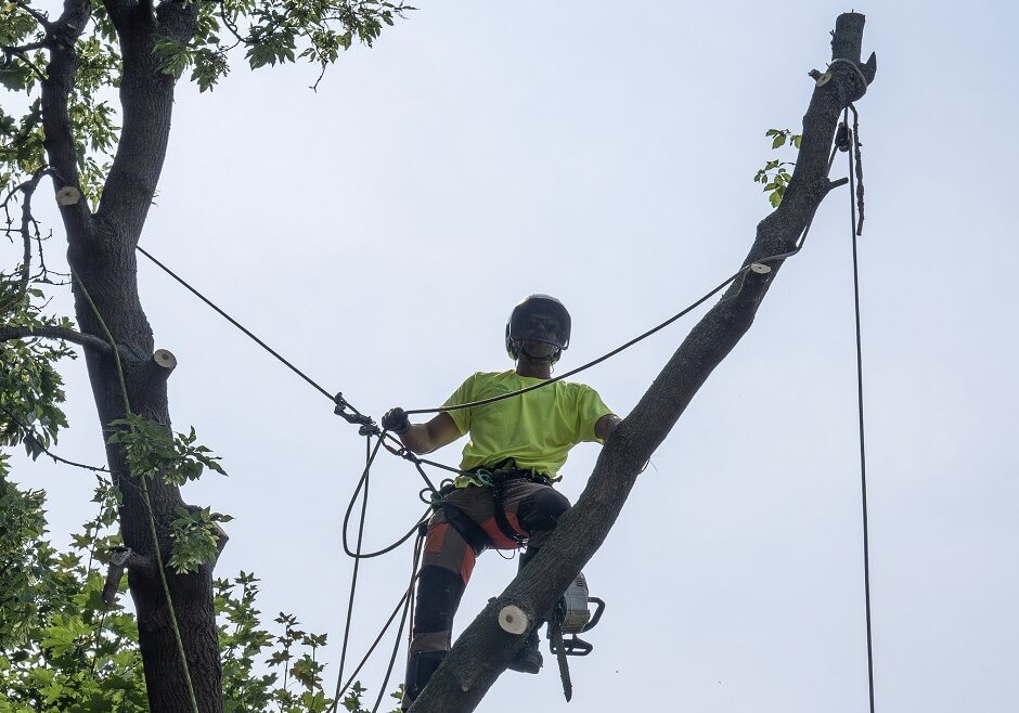 Émondage Aborigenes